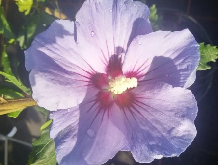 Hibiskus `Marina´ Hibiscus Syriacus `Marina 4 Hibiskus `Marina´ Hibiscus Syriacus `Marina – Bild 2