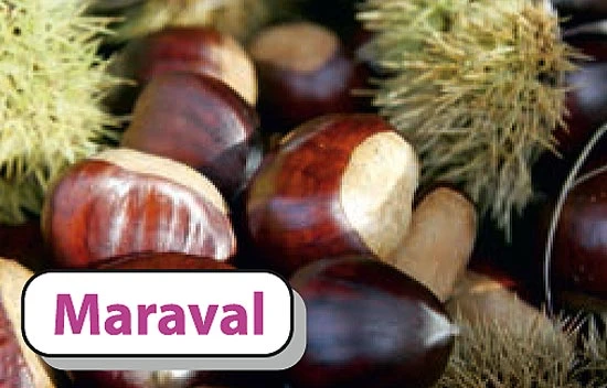 Esskastanie `Maraval´ Castanea Sativa `Maraval´ 3 Esskastanie `Maraval´ Castanea Sativa `Maraval´