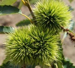 Esskastanie `Maraval´ Castanea Sativa `Maraval´ 7 Esskastanie `Maraval´ Castanea Sativa `Maraval´ -Pflanzen Verkauf Maraval5b62cdb854980