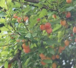 MilankaⓇ Bunte Kirschpflaume Prunus Cerasifera `Milanka´ -Pflanzen Verkauf Milanka Frucht