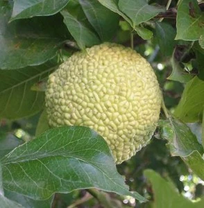 Milchorangenbaum Maclura Pomifera 3 Milchorangenbaum Maclura Pomifera
