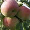 Mira ® Malus Domestica 2 Mira ® Malus Domestica -Pflanzen Verkauf Mira 3