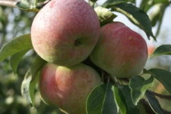 Mira ® Malus Domestica