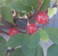 Nankingkirsche `Orient´ Prunus Tomentosa Orient -Pflanzen Verkauf Nankingkirsche Frucht