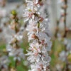 Nankingkirsche `Orient´ Prunus Tomentosa Orient 1 Nankingkirsche `Orient´ Prunus Tomentosa Orient -Pflanzen Verkauf Nankingkirsche Orient
