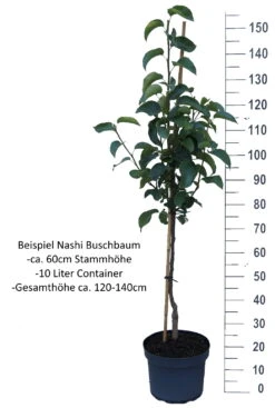 Benita®, Kreuzung Aus Birne Und Nashi Pyrus Pyrifolia `Benita´ 10 Benita®, Kreuzung Aus Birne Und Nashi Pyrus Pyrifolia `Benita´ -Pflanzen Verkauf Nashi Buschbaum weisshw6ycKYy0Hm9H