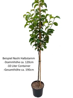 Benita®, Kreuzung Aus Birne Und Nashi Pyrus Pyrifolia `Benita´ 9 Benita®, Kreuzung Aus Birne Und Nashi Pyrus Pyrifolia `Benita´ -Pflanzen Verkauf Nashi Halbstamm1QA3uvqrlhlbLZ