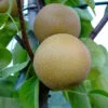 Nashi Hakko Pyrus Pyrifolia `Hakko´ 1 Nashi Hakko Pyrus Pyrifolia `Hakko´ -Pflanzen Verkauf Nashi Hosui