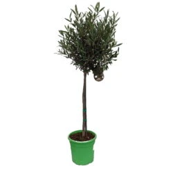 Olivenbaum - Stämmchen Olea Europaea 7 Olivenbaum - Stämmchen Olea Europaea -Pflanzen Verkauf Olivenbaum 1