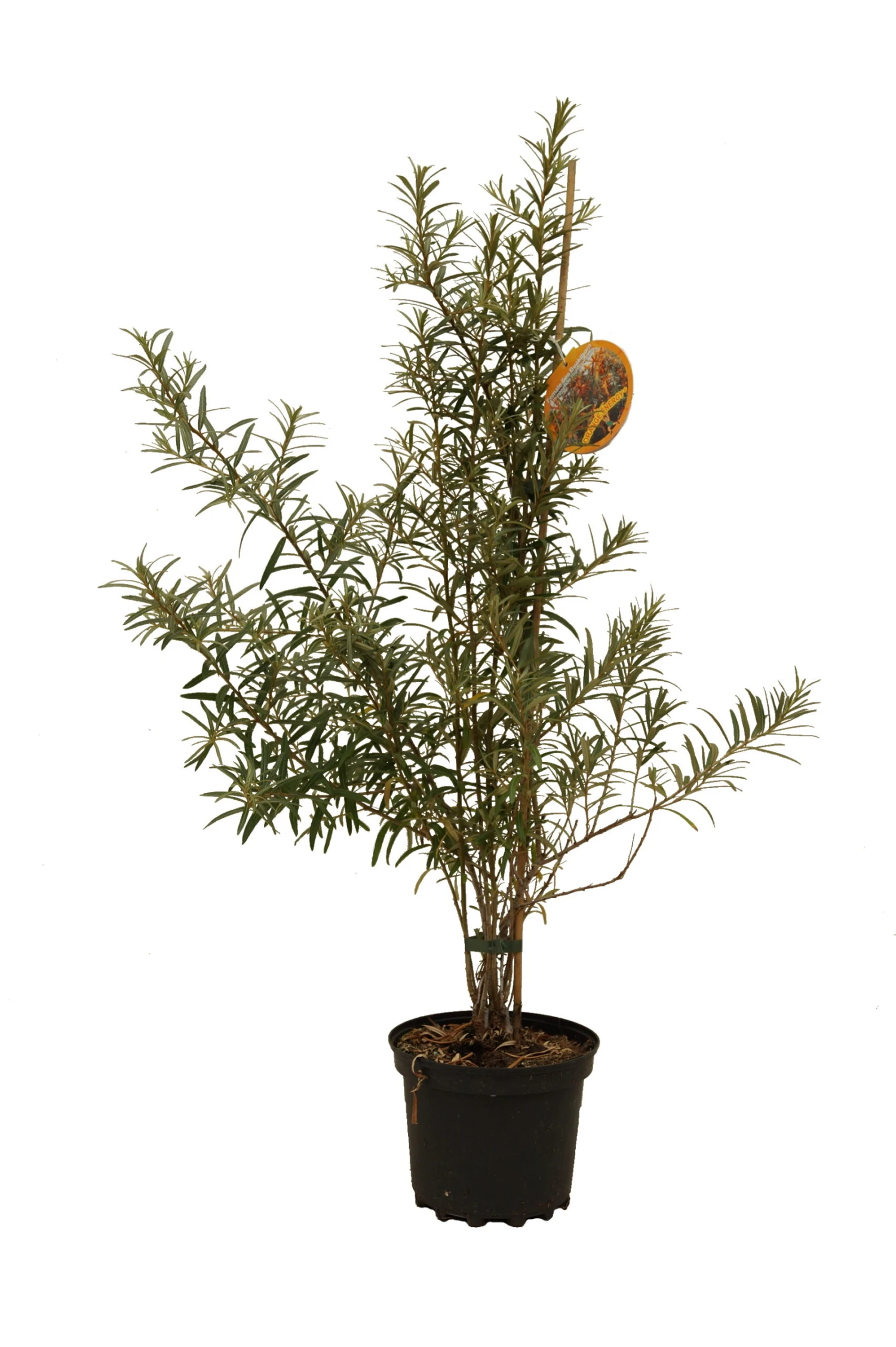 Sanddorn-Set Mit Orange Energy (weiblich) & Pollmix (männ.) Hippophae Rhamnoides 4 Sanddorn-Set Mit Orange Energy (weiblich) & Pollmix (männ.) Hippophae Rhamnoides – Bild 2