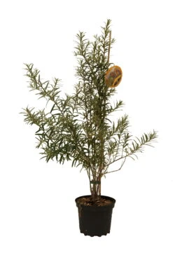 Sanddorn Orange Energy Hippophae Rhamnoides `Orange Energy´ 5 Sanddorn Orange Energy Hippophae Rhamnoides `Orange Energy´ -Pflanzen Verkauf Orange EnergympVUkbR4BmC8S