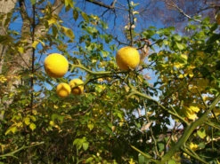 Dreiblättrige Orange Poncirus Trifoliata 11 Dreiblättrige Orange Poncirus Trifoliata -Pflanzen Verkauf PONCIRUS trifoliata