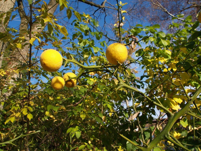 Dreiblättrige Orange Poncirus Trifoliata 7 Dreiblättrige Orange Poncirus Trifoliata – Bild 5