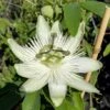 Passionsblume `Snow Queen´ Passiflora `Snow Queen´ 1 Passionsblume `Snow Queen´ Passiflora `Snow Queen´ -Pflanzen Verkauf Passiflora Snow Queen