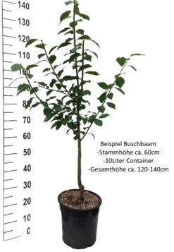 Hanita ® Prunus Domestica `Hanita 16 Hanita ® Prunus Domestica `Hanita -Pflanzen Verkauf Pflaume Buschbaum Beispiel Neu WeissRnMT8pidrC9ym