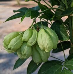 Rispen-Pimpernuss Staphylea Pinnata 10 Rispen-Pimpernuss Staphylea Pinnata -Pflanzen Verkauf Pimpernuss Frucht1