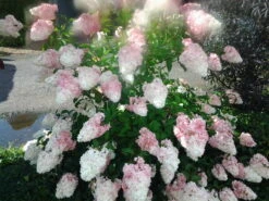 Rispenhortensie `Vanille-Fraise´ Hydrangea Paniculata `Vanille Fraise´ 13 Rispenhortensie `Vanille-Fraise´ Hydrangea Paniculata `Vanille Fraise´ -Pflanzen Verkauf Pinky Winkie Hortensie5936a36f54caf