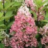 Rispenhortensie Pinky Winky ® Hydrangea Paniculata `Pinky Winky´ 1 Rispenhortensie Pinky Winky ® Hydrangea Paniculata `Pinky Winky´ -Pflanzen Verkauf Pinky Winky Hortensie