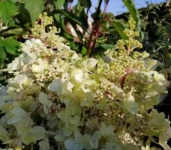 Rispenhortensie Pinky Winky ® Hydrangea Paniculata `Pinky Winky´ 5 Rispenhortensie Pinky Winky ® Hydrangea Paniculata `Pinky Winky´ -Pflanzen Verkauf Pinky Winky1