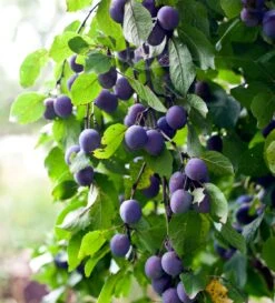 Pogauner (Alte Wildpflaume) Prunus Domestica `Pogauner´