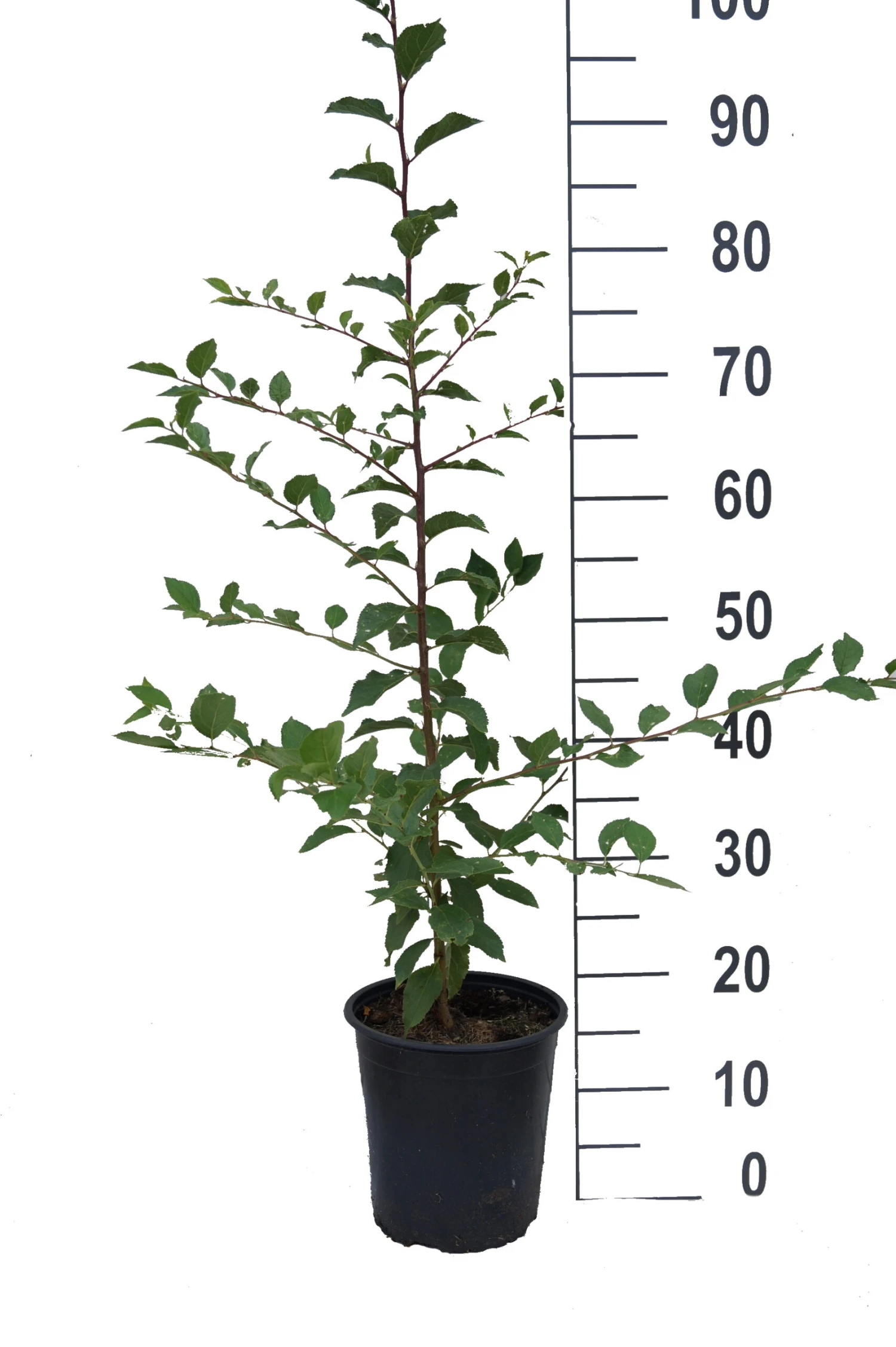 Pogauner (Alte Wildpflaume) Prunus Domestica `Pogauner´ 4 Pogauner (Alte Wildpflaume) Prunus Domestica `Pogauner´ – Bild 2