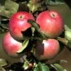 Säulenapfel `Pompink Ⓢ´ Malus Domestica `Pompink Ⓢ´ 1 Säulenapfel `Pompink Ⓢ´ Malus Domestica `Pompink Ⓢ´ -Pflanzen Verkauf Pompink