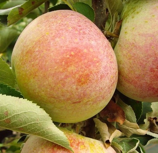 Säulenapfel `Pompink Ⓢ´ Malus Domestica `Pompink Ⓢ´ 4 Säulenapfel `Pompink Ⓢ´ Malus Domestica `Pompink Ⓢ´ – Bild 2