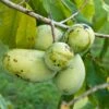 Veredelte Indianerbanane (Paw Paw) `Prima 1216´ Asimina Triloba `Prima 1216´ -Pflanzen Verkauf Prima 1216