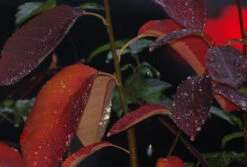 Prince William-Großfruchtige Felsenbirne Amelanchier `Prince William´ 11 Prince William-Großfruchtige Felsenbirne Amelanchier `Prince William´ -Pflanzen Verkauf Prince William Kordes Jungpflanzen1