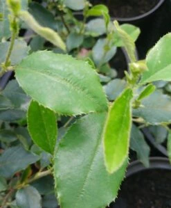 Chinesische Quitte / Holzquitte Pseudocydonia Sinensis 11 Chinesische Quitte / Holzquitte Pseudocydonia Sinensis -Pflanzen Verkauf Pseudonya sinensis chinesische Quitte