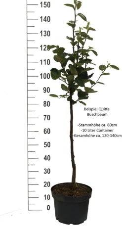 Cydora Robusta Cydonia Oblonga `Cydora Robusta´ 8 Cydora Robusta Cydonia Oblonga `Cydora Robusta´ -Pflanzen Verkauf Quitte Beispiel buschbaum weissjkFpXeMpz2mA0