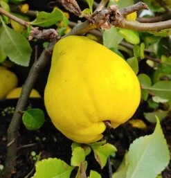 Chinesische Quitte / Holzquitte Pseudocydonia Sinensis 10 Chinesische Quitte / Holzquitte Pseudocydonia Sinensis -Pflanzen Verkauf Quitte Holzquitte