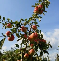 Rebella ® Malus Domestica -Pflanzen Verkauf Rebella 1