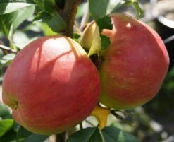 Rebella ® Malus Domestica -Pflanzen Verkauf RebellaJzAGDJsc1LAKH
