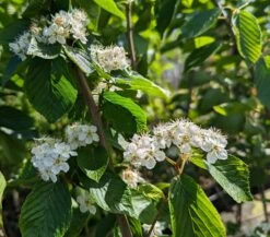 Erlenblättrige Eberesche `Red Bird´ Sorbus Alnifolia `Red Bird´ 9 Erlenblättrige Eberesche `Red Bird´ Sorbus Alnifolia `Red Bird´ -Pflanzen Verkauf Red Bird 1