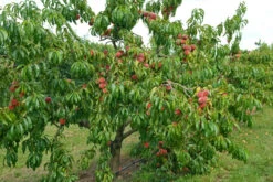 Pfirsich Red Haven Prunus Persica `Red Haven´ 12 Pfirsich Red Haven Prunus Persica `Red Haven´ -Pflanzen Verkauf Red HAven Baum