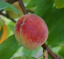 Pfirsich Red Haven Prunus Persica `Red Haven´ 13 Pfirsich Red Haven Prunus Persica `Red Haven´ -Pflanzen Verkauf Red Haven