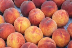 Pfirsich Red Haven Prunus Persica `Red Haven´ 10 Pfirsich Red Haven Prunus Persica `Red Haven´ -Pflanzen Verkauf Red HavenP9RwaXSrUdjKv