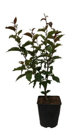 Säulenzierapfel "Red Obelisk" Malus `Red Obelisk´ -Pflanzen Verkauf Red Obelisk12