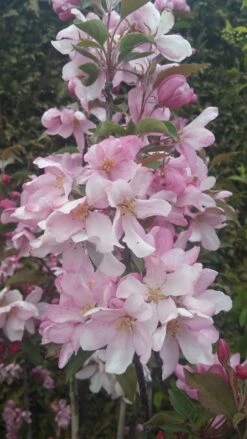 Säulenzierapfel "Red Obelisk" Malus `Red Obelisk´ -Pflanzen Verkauf Red Obelisk5728ab6c725bc