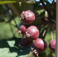 Säulenzierapfel "Red Obelisk" Malus `Red Obelisk´ -Pflanzen Verkauf Red Obelisk5b3b7e7a79821