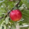 Reglindis ® Malus Domestica `Reglindis´ 1 Reglindis ® Malus Domestica `Reglindis´ -Pflanzen Verkauf ReglindisQAqIaLlre5f6L