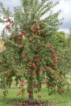 Rewena ® Malus Domestica 10 Rewena ® Malus Domestica -Pflanzen Verkauf Rewena