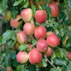 Rewena ® Malus Domestica