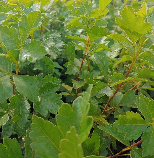 Duftender Essigbaum / Gewürz-Sumach `Grow Low´ Rhus Aromatica 4 Duftender Essigbaum / Gewürz-Sumach `Grow Low´ Rhus Aromatica – Bild 2