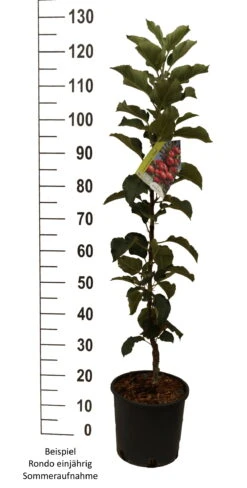 Säulenapfel `Rondo´ Malus Domestica `Rondo´ 14 Säulenapfel `Rondo´ Malus Domestica `Rondo´ -Pflanzen Verkauf Rondo einj hrig weiss