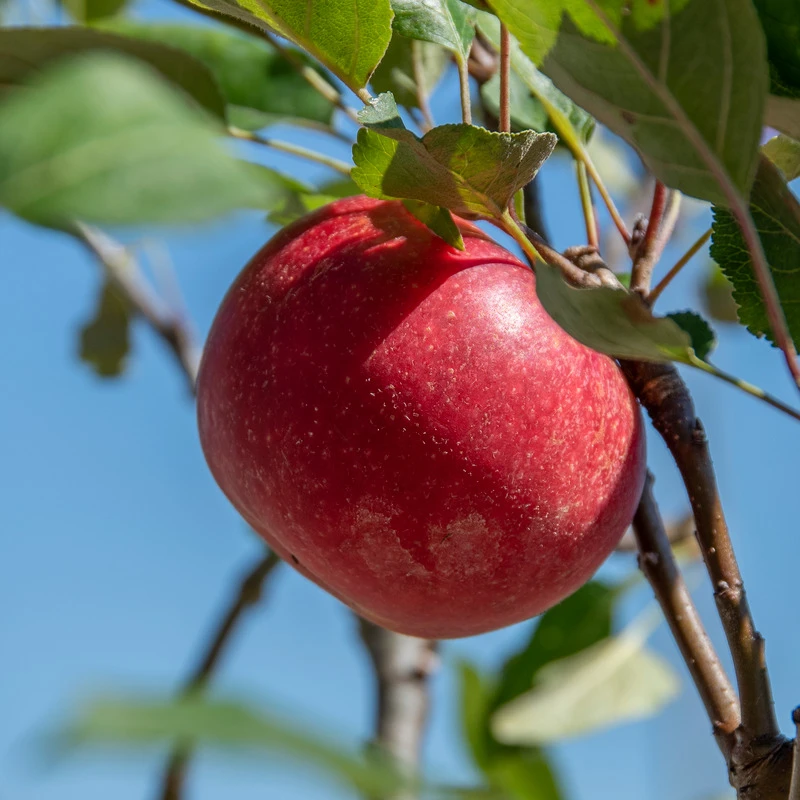 Rosette® Malus Domestica 8 Rosette® Malus Domestica – Bild 6