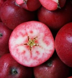 Rosette® Malus Domestica 9 Rosette® Malus Domestica -Pflanzen Verkauf Rosette1