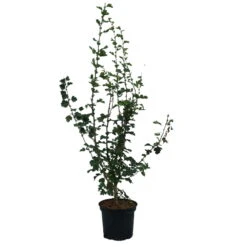 Rotdorn `Pauls Scarlet´ Crataegus Laevigata `Pauls Scarlet´ 11 Rotdorn `Pauls Scarlet´ Crataegus Laevigata `Pauls Scarlet´ -Pflanzen Verkauf Rotdorn Pauls Scarlet