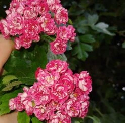 Rotdorn `Pauls Scarlet´ Crataegus Laevigata `Pauls Scarlet´ 10 Rotdorn `Pauls Scarlet´ Crataegus Laevigata `Pauls Scarlet´ -Pflanzen Verkauf Rotdorn bl te